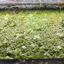 Mixed Duckweed Lemna Minor Easy Live Floating Aquarium Plant Grown Indoors 4oz