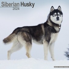 Calendrier 2024 - HUSKY SIBERIEN