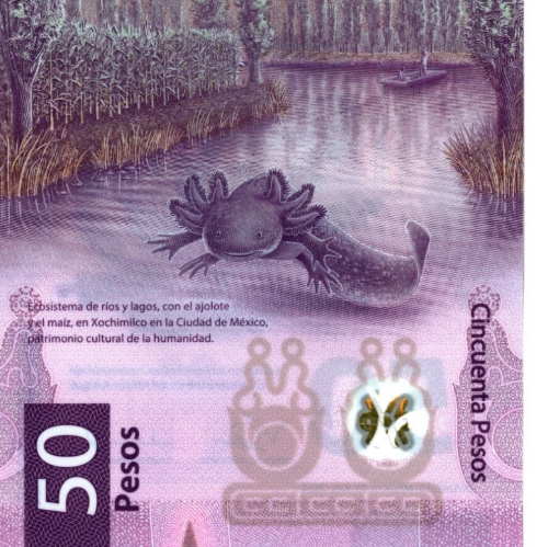 2025 Mexico 50 Pesos UNC Polymer Banknote 100th Anniv Swimming AXOLOTL ...