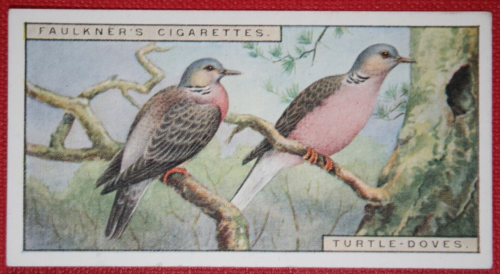 TURTLE DOVE   Vintage 1920s Illustrated Card  CD13 - Picture 1 of 2