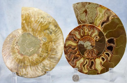 Large Ammonite Pair Great Crystal Cavity 110myo Fossil 180mm XXL 7.2" 4330cc - Picture 5 of 13