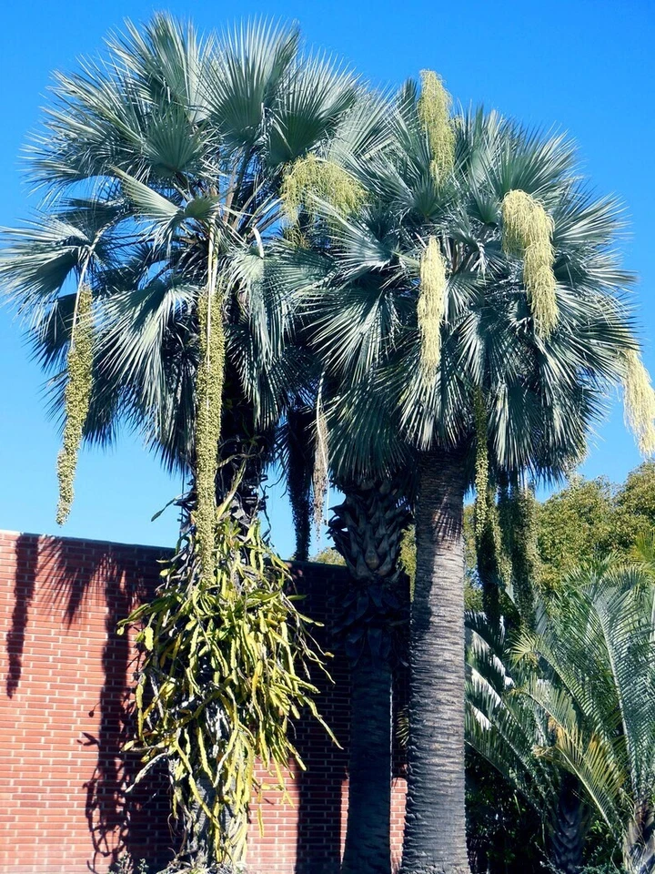 5 Mexican Blue Hesper Fan Palm Tree Seeds Grey Goddess Tropical Cold Hardy! - Image 3 of 4