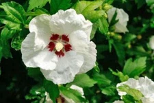 Hibiscus syriacus | Shrub Althea 'Red Heart' | Rose of Sharon | 10 Seeds