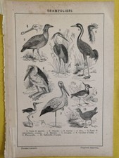 1929 WADERS Engraving Sandpiper Heron Birds Illustration 6.5 x 9.5" C14-5
