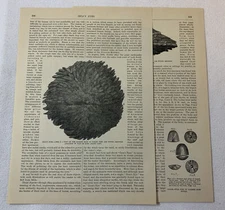 1886 article ~ INCA'S EYES found in mummies