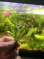 Java Fern Rhizome W/ Bonus Java Moss