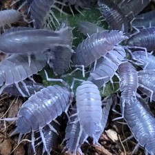 20 Powder Blue Isopods Porcellionides pruinosus Bioactive Cleanup Crew