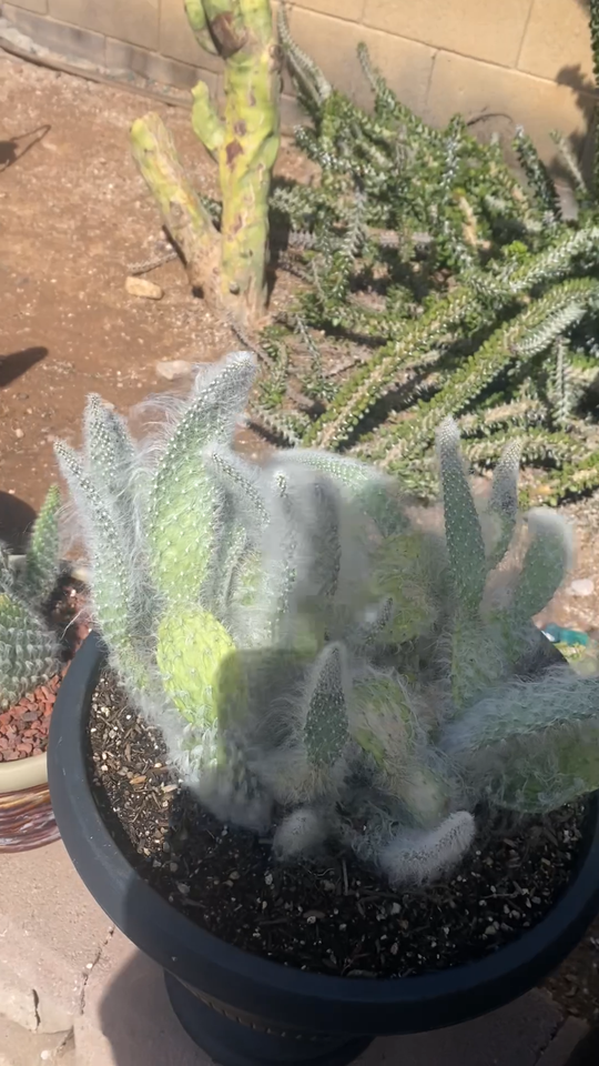 White Prickly Pear Cactus Cutting – Opuntia ‘Snow White’ Rare Pad, 5-8 ...