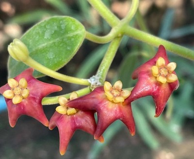 Real Pict Hoya Madulidii Rare Plant