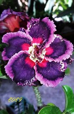 NEW Adenium Obesum Desert Rose "8089" 200 seeds very fresh viable