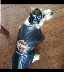 harley davidson dog jacket