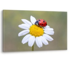 Ladybird White Flower Daisy Ladybug Large Canvas Wall Art Picture Print Flowers