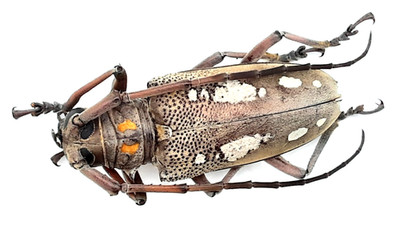 Cerambycidae, Batocera rubus palawanica, female, A1, 33 mm, Palawan, #CB318