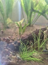25+ Live Bladder and Ramshorn snail mix