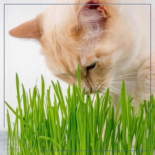 Live Wheatgrass 4 Plants Pack Pet Health Indoor Outdoor 6 Tall Herb Veg - Picture 6 of 6