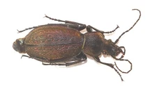 COLEOPTERA, CARABIDAE, CARABUS VARIANS from GEORGIA