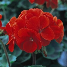 Geranium Best Red 24 Plugs Halfhardy Perennial Scarlet Flowers By T&M