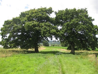 Foto 6x4 Zwillingseichen Broadoak\/SO7012 Der Uferweg führt zwischen tw c2009