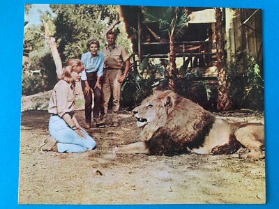 MARSHALL THOMPSON: DAKTARI, RARE TV SHOW CARD COLLECTOR VINTAGE 90er