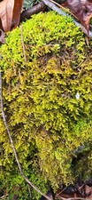 Live Moss for Terrariums  Fairy Gardens  Isopods/Reptiles/Amphibians 6x6" Mats