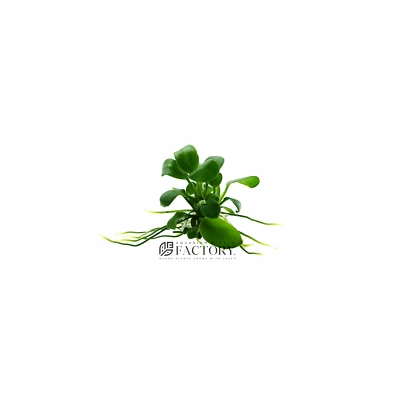 Anubias Nana [Mini Size] | Aquarium Plants Factory®