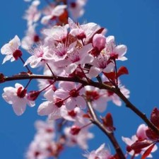 CHERRY BLOSSOM type Fragrance Oil to craft Candles Soaps Lotions Bath products