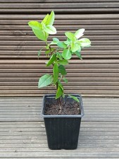 Pyracantha Red Evergreen Shrub Hedge Plant