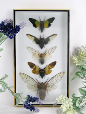 3 Real Exotic Insects - Showcase - 3 Cicadas Size XXL - Museum Quality