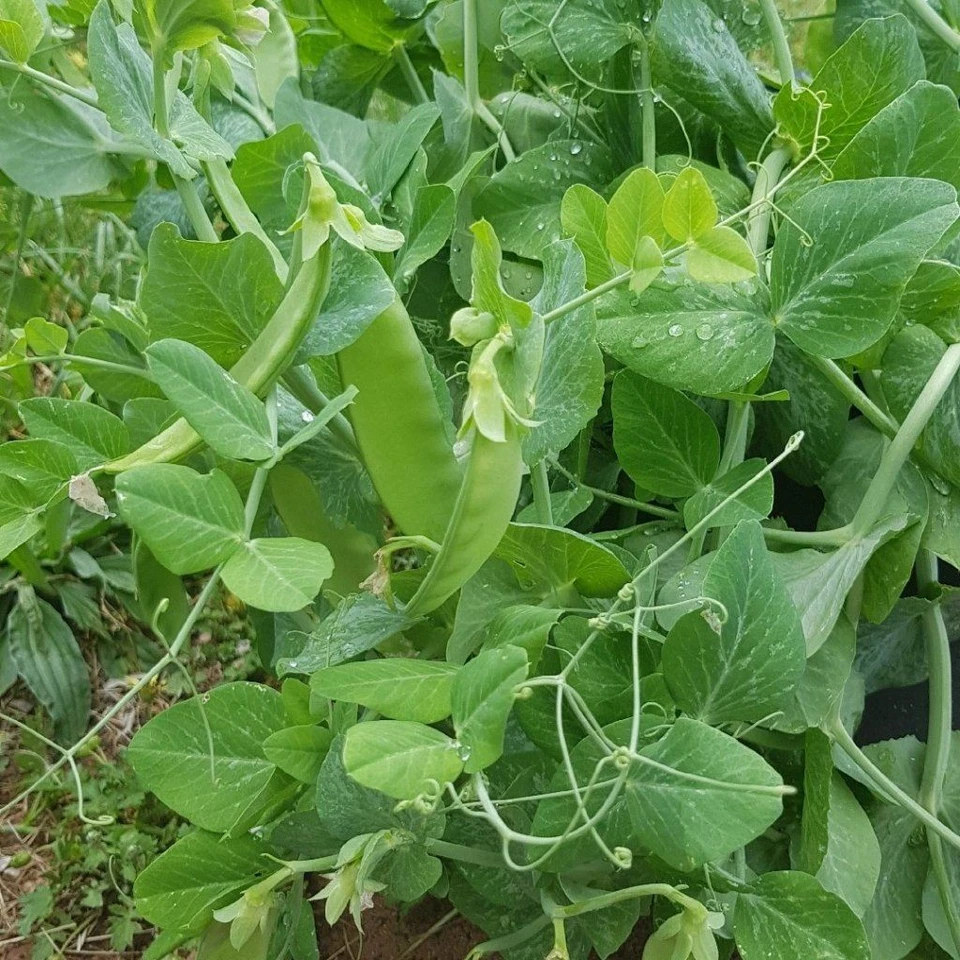 PEA SNOWPEA Oregon Giant 25 seeds-1kg HEIRLOOM vegetable garden AUTUMN WINTER - image 2 of 2