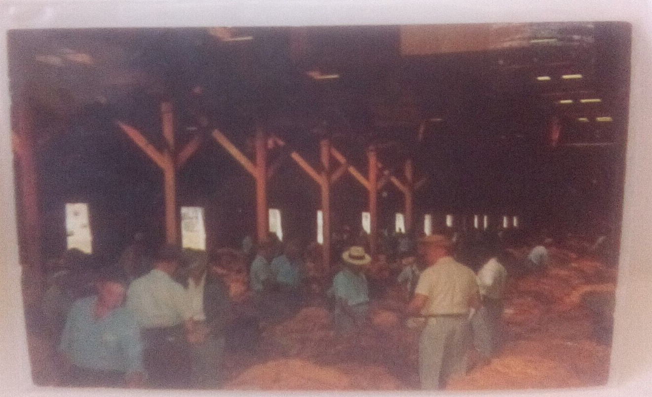 Interior Of A Tobacco Warehouse During An Auction Sale Postcard (H1)