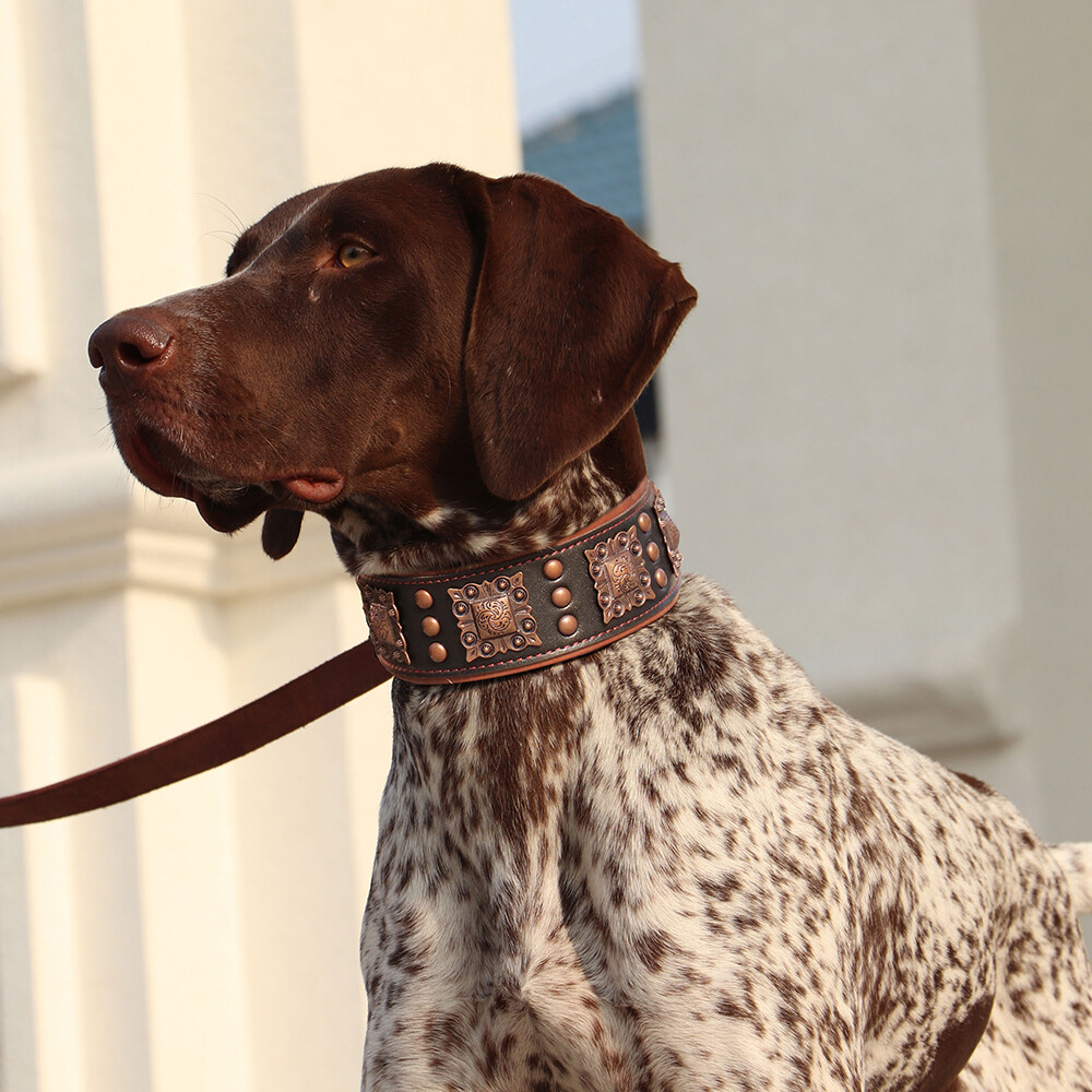 Leder-Hundehalsband – Schwarz, Gepolstert, Mit Messingschnalle, Für Halsumfang 45,7–55,9 Cm