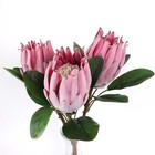 Queen Protea Stem in Pink Australian Native Protea Faux Queen Protea