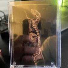 2024 Dwarf Mongoose Topps Allen & Ginter #XR-14 X-Ray Insert Oregon Zoo