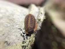 10 Red Tiger Isopods