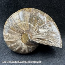 Fossiler Nautilus Ammonit, Madagaskar, Kreide, echt