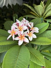 Beautiful Plumeria Plants for Sale, Mixed Colours. All UK Grown From Seeds
