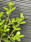 Winter Gem Boxwood — photo 3