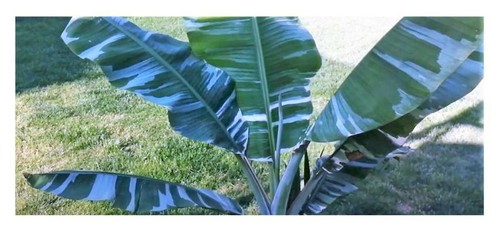 10x Musa thomsonii Thomsons Banane Staude Garten Pflanze Samen ID134