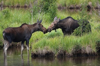 Two Moose Checking In Rocky Mountains Colorado Photo Art Print Poster 18x12