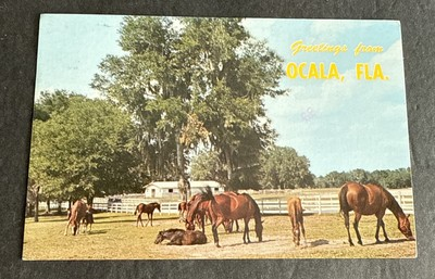 #ad Postcard: Center of Horse Breeding Training Farms Greetings from Ocala Florida $2.39
