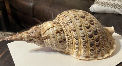 beach big sea shell tan and brown real trumpet triton 13  Long, 6  Width, 5  H