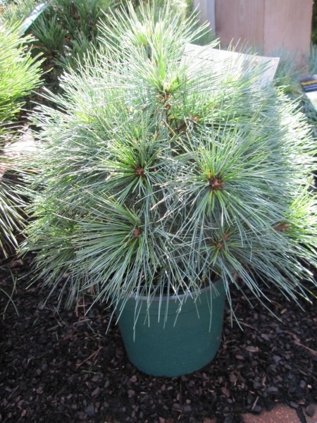 Pinus strobus Bergmanns Mini - pino seta nano - pino Weymouth - 20-25 cm - Foto 1 di 1