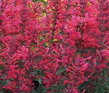 AGASTACHE HEATHER QUEEN Agastache Cana - 100 Bulk Seeds