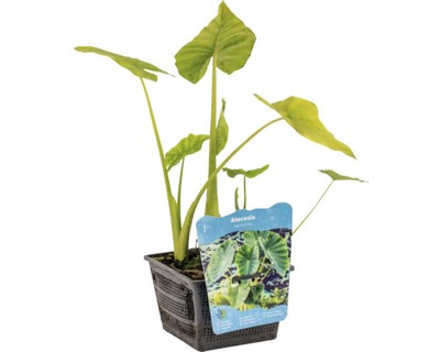 Riesen-Elefantenohr, Riesenblttrige Pfeilblatt, FloraSelf Alocasia  macrorrhiza 8719743710580 | eBay.de