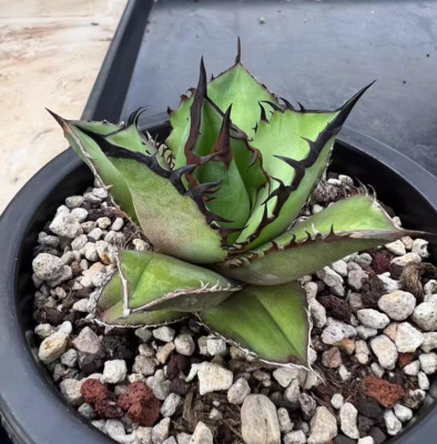 Agave oteroi  Black Flame Beautiful RareSucculent  plant agave 6-8cm