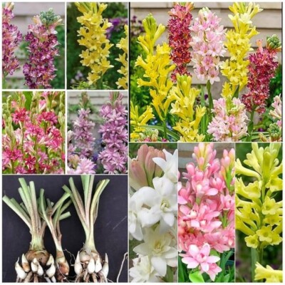 Tuberose rajnigandha double petal  (Pack of 15 multicolor bulbs)