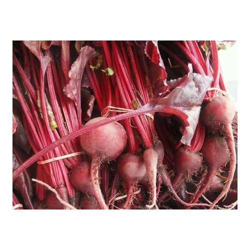 Beet Bulls Blood Great Heirloom Vegetable By Seed Kingdom 100 Seeds - Picture 1 of 1