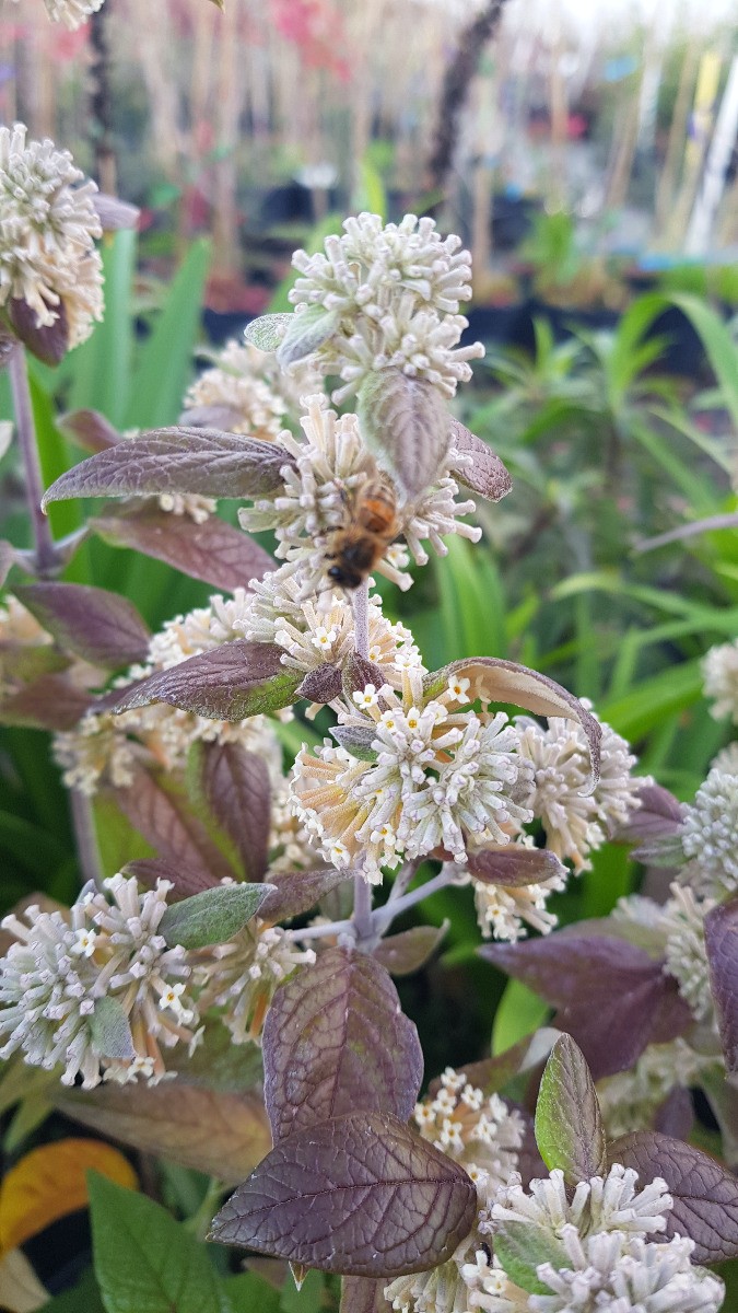 Buddleia auriculata en conteneur de 3L pour jardin d'hiver