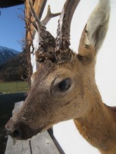 Rehbock Tierpräparat Präparat Rehgeweih Gehörn Geweih Rehgehörn Trophäe