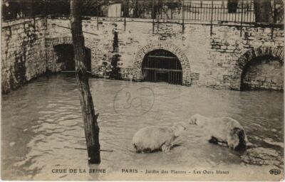 CPA PARIS 5e - Jardin des Plantes - Les Ours blancs (63657)